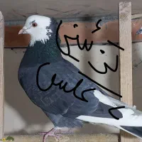 ۳ تا کفتر خوب