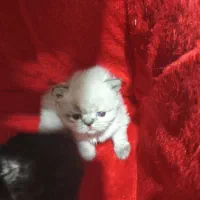 گربه پرشین کت چشم ابی
