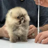 سگ پامر. با درصد وخط خونی بالا ضمانت کتبی