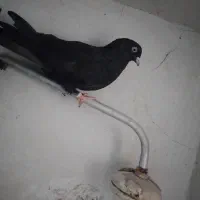 کبوتر