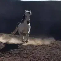 سواری اسب صفر تا صد