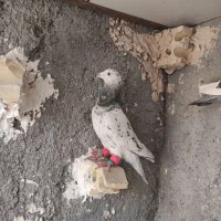 صیدقلدور