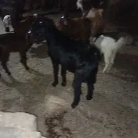 فروش کهره ، لطفا تماس|حیوانات مزرعه|جم, |دیوار