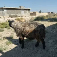 سلام یک عدد کاوه قوچ ته بختیاری ب شرط|حیوانات مزرعه|شیراز, رحمت‌آباد|دیوار