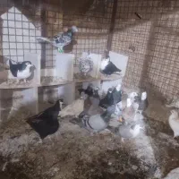 کفتر بوم ضدو خورد