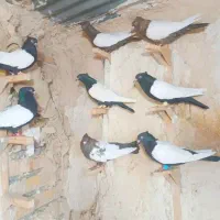 کبوتر|پرنده|گل تپه, |دیوار