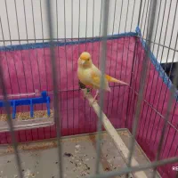 قناری نر سالم سرکارم وقت رسیدگی ندارم