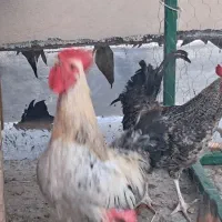 خروس نقد و معاوضه با مرغ