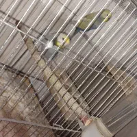 مرغ عشق رینبو با جوجه|پرنده|کرمان, |دیوار