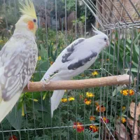 عروس هلندی مولد با سه جوجه سه هفته ای|پرنده|اهر, |دیوار