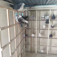 کفتر درجه یک پرشی