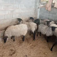 میش رومانف آبستن اصل درگز|حیوانات مزرعه|مشهد, منزل آباد|دیوار