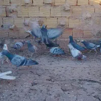 کفتر پلاکی نر ماده