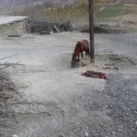 اسب نر اصیل|اسب و تجهیزات اسبسواری|مارگون, |دیوار