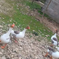 غاز ۶|حیوانات مزرعه|فومن, |دیوار