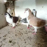 کفتر ساده