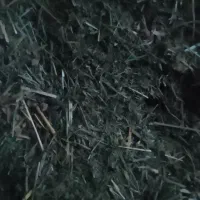 شبدر چین دو