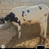 گاو هلشتاین شکم اول تلقیح شده