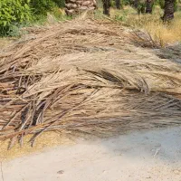 تعدادی پیش خرما
