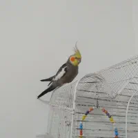 عروس هلندی نر یک میلیون باقفس