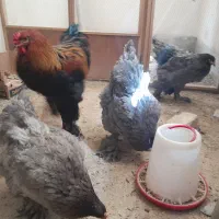 تخم نطفه دار برهما|حیوانات مزرعه|نجفآباد, امام خمینی|دیوار