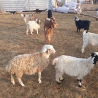 بز قاله یا حمون بی|حیوانات مزرعه|شوش, |دیوار