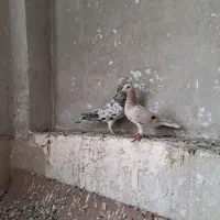 هفرنگ خطی|پرنده|تهران, جوادیه|دیوار