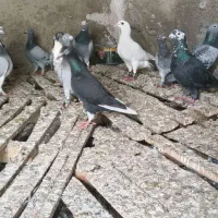 کبوتر|پرنده|فاضل آباد, |دیوار