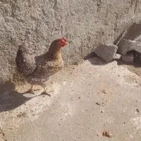 ۴ عدد مرغ|حیوانات مزرعه|سیلاخور, |دیوار