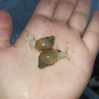 حلزون آچاتینا آلبینو ، جوجه حلزون