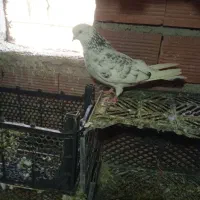 کبوتر|پرنده|اردبیل, |دیوار