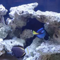 ماهی اب شور