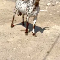 دام های اصلی