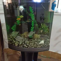 آکواریوم شرکتی