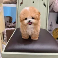 پامر ، شیتزو|سگ|رشت, سعدی (تختی)|دیوار