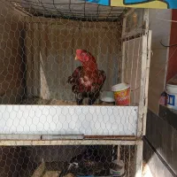 قفس دو طبقه بزرگ|لوازم جانبی حیوانات|شیراز, کرونی(خاتونک)|دیوار