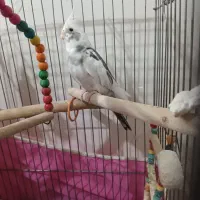 عروس هلندی خوشگل