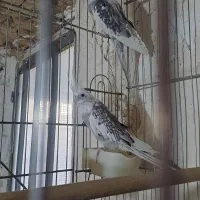 طوطی عروس البینو|پرنده|صائین قلعه, |دیوار