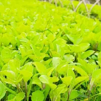 نشاء بادمجان ،فلفل دلمه ای ،فلفل ترکیه ،گوجه