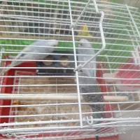 مرغ عشق جوجه