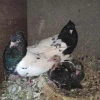 23عددکفتر کله و ساده کاکلی