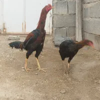 خروس لاری ۹ماهه ترک افغان