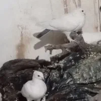 فروش کفتر