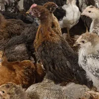 جوجه یک‌ماهه