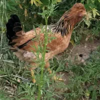 مرغ وخروس گلین|حیوانات مزرعه|اصفهان, بهارستان|دیوار