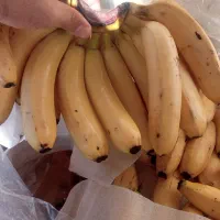 موز اکوادور فیلیپینی هندی پاکستانی