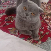 گربه نژاد اسکاتیژ به رنگ سیلوری.(طوسی) نر