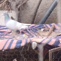 کبوتر|پرنده|مزایجان, |دیوار