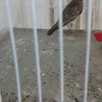 سهره خاکی نر مست بخون|پرنده|پاکدشت, پاکدشت (مامازند)|دیوار