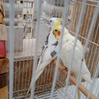 سه عدد عروس هلندی